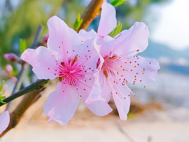 桃花