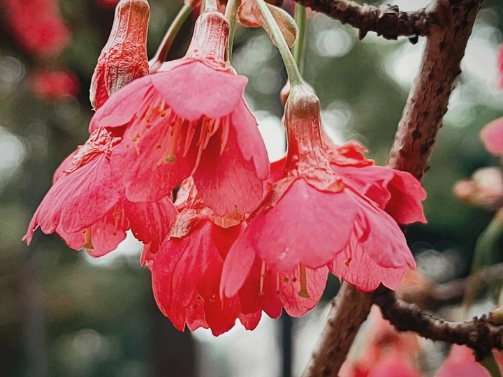 钟花樱桃