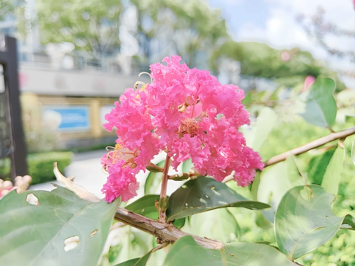 紫薇花