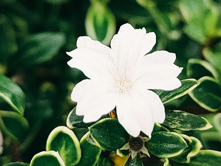 白色小花