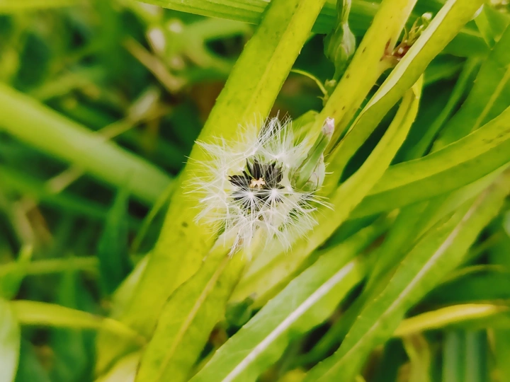 翅果菊