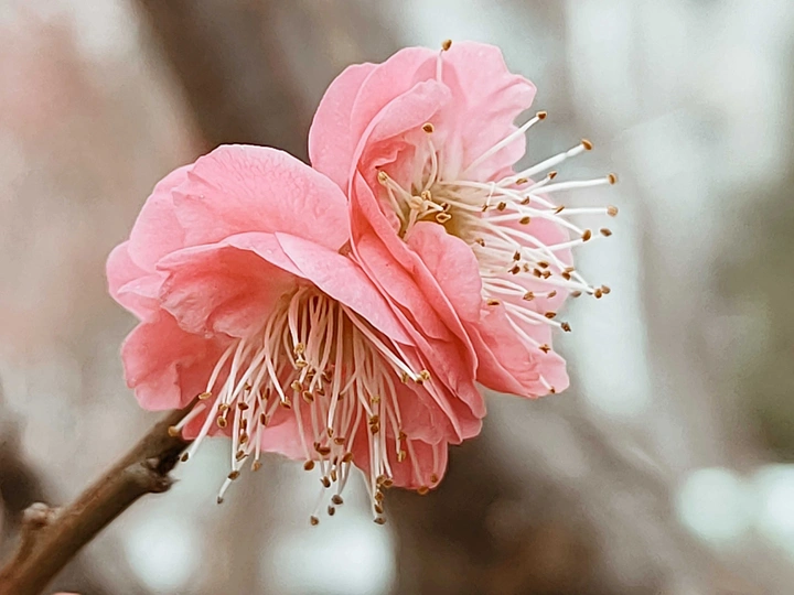 红梅