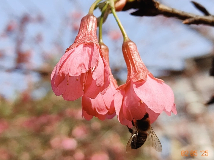 钟花樱