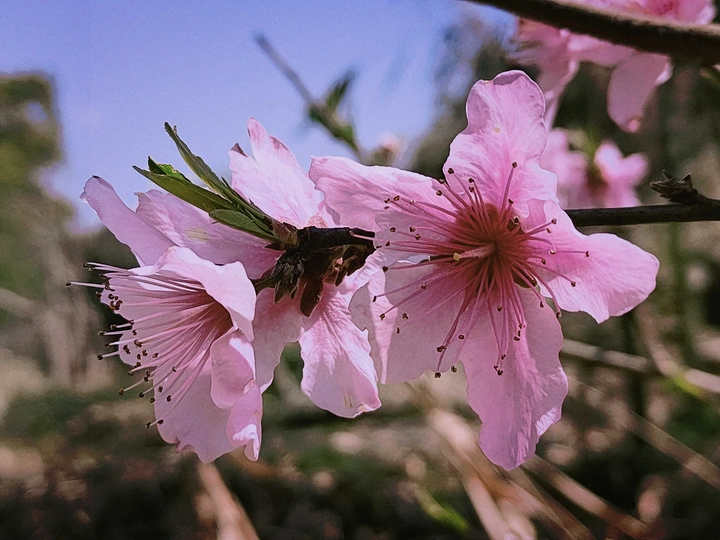桃花