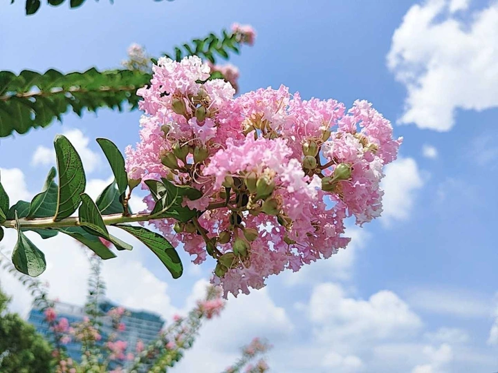 紫薇花