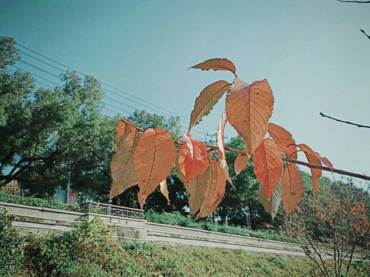 樱桃树叶