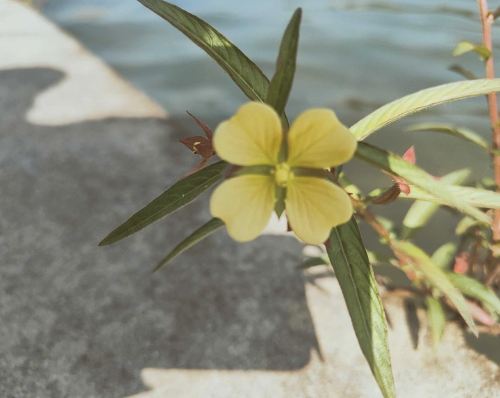 毛草龙