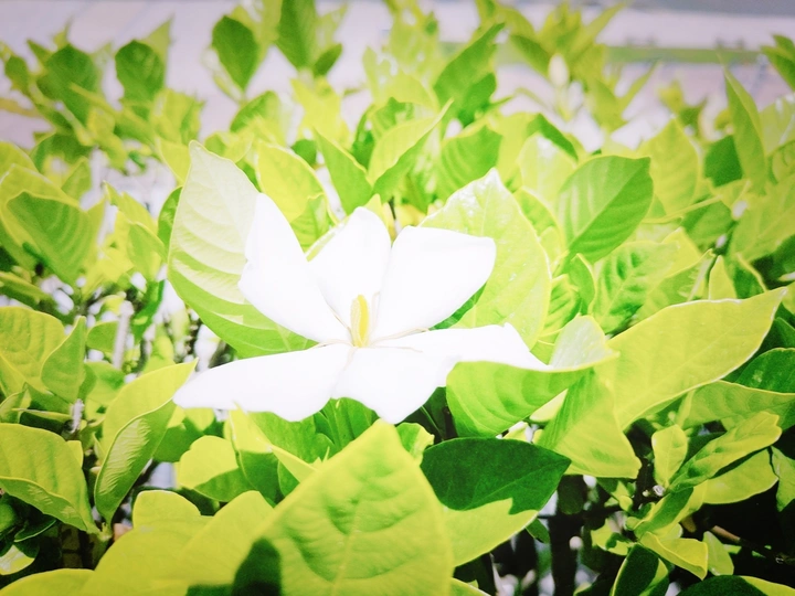 栀子花