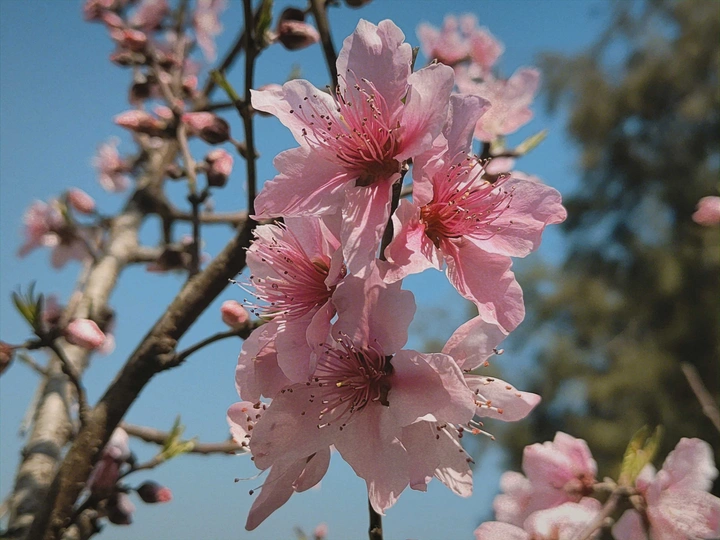 桃花