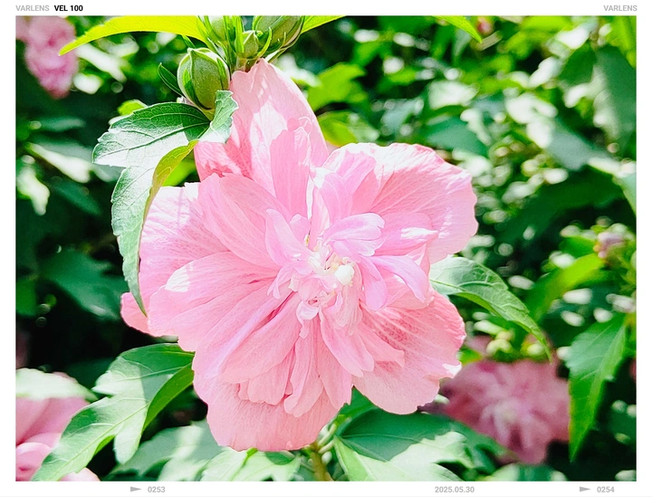 木槿花