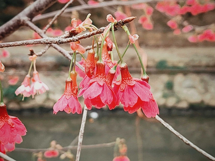 钟花樱桃