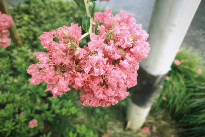 雨后紫薇花