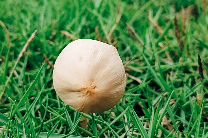 春天野菇