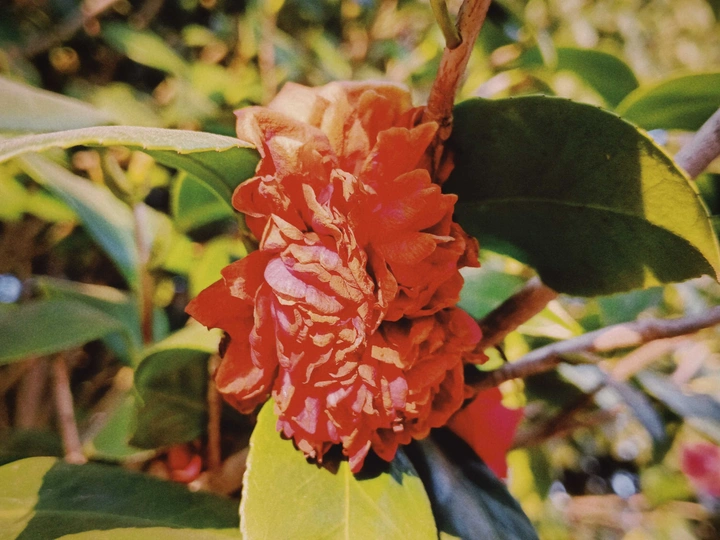 山茶花