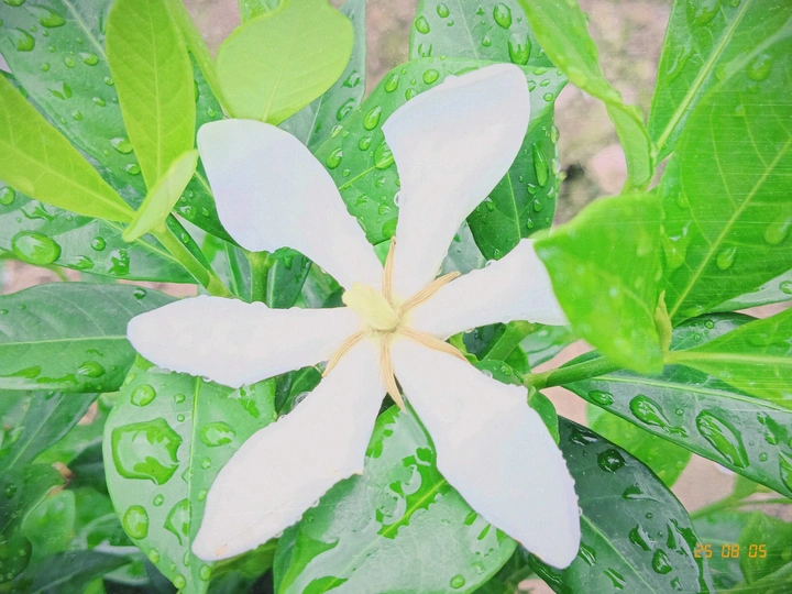 雨后栀子花