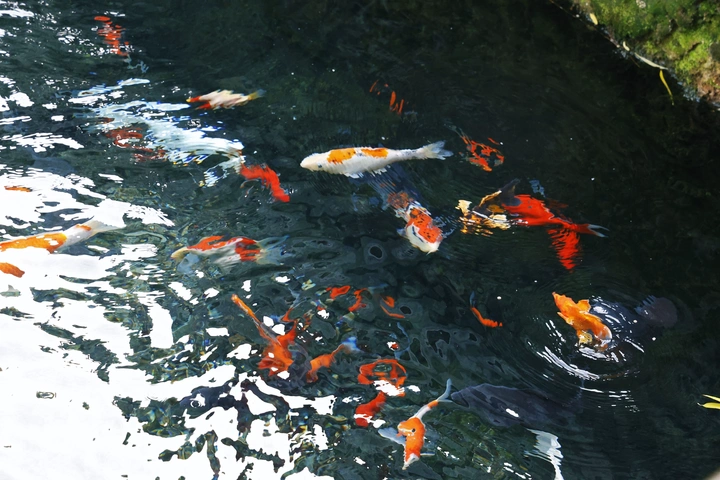 🐟
