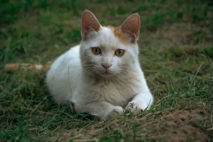 猫草记