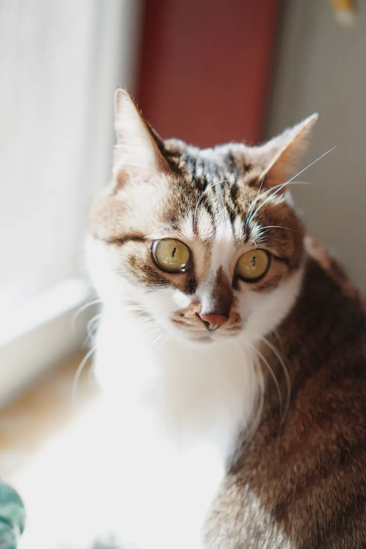 光猫