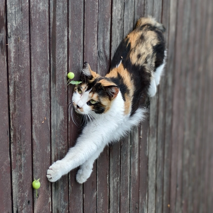 流浪猫的松驰感