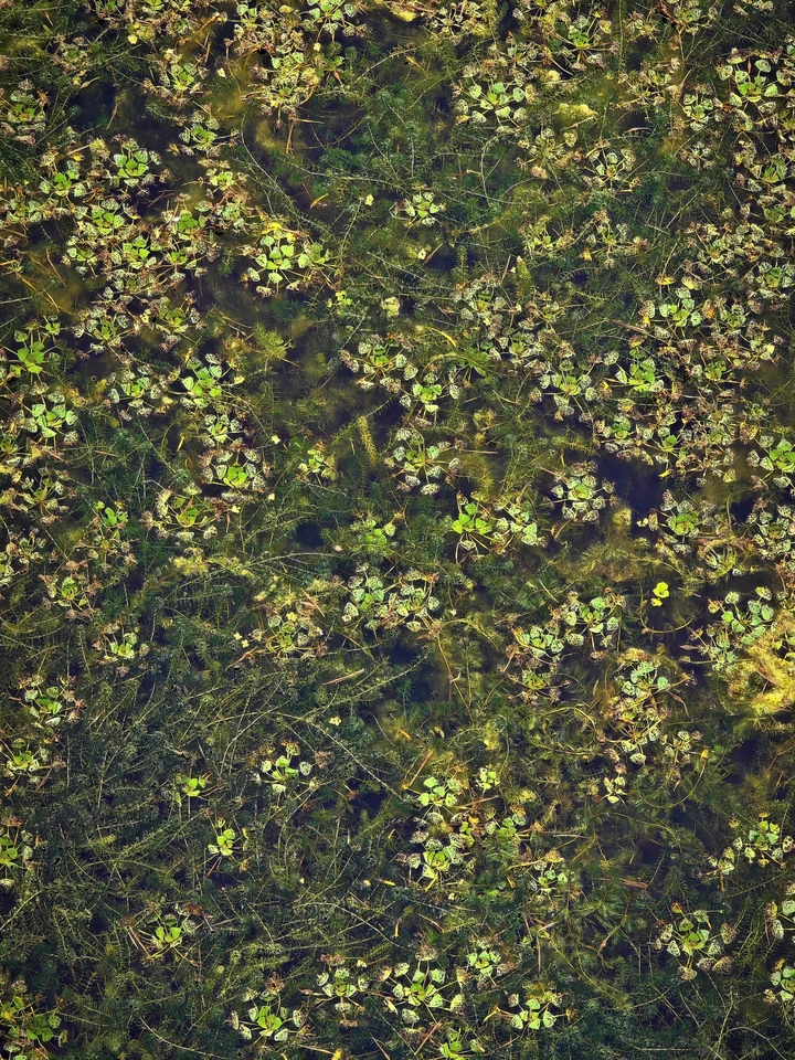 浮萍