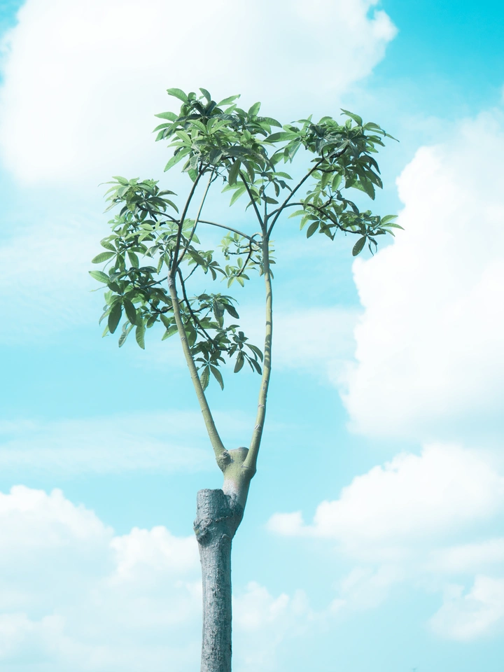 一颗树