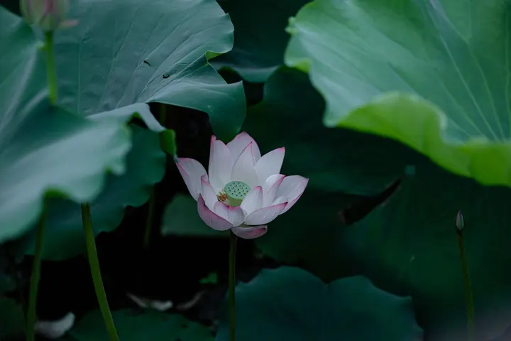 荷花的绽放