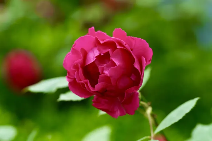 花中女皇 月季