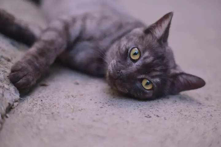 猫