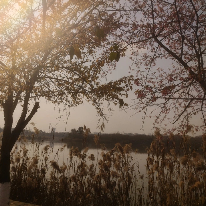 寂静的麦田