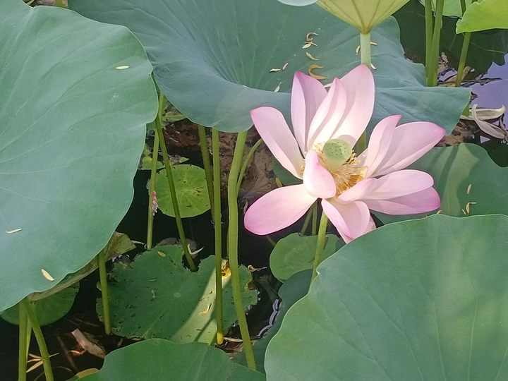 塘畔独妍