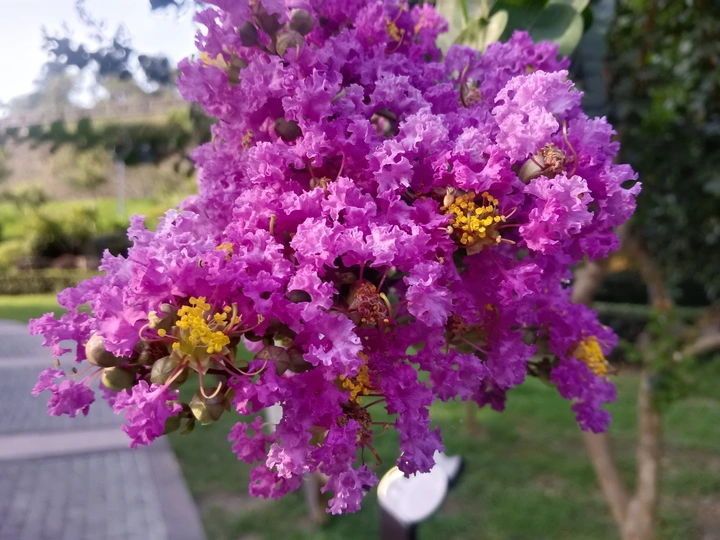 夏枝上的紫焰