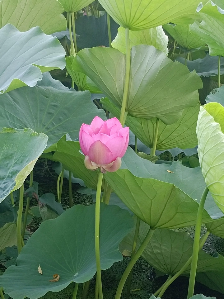 半绽