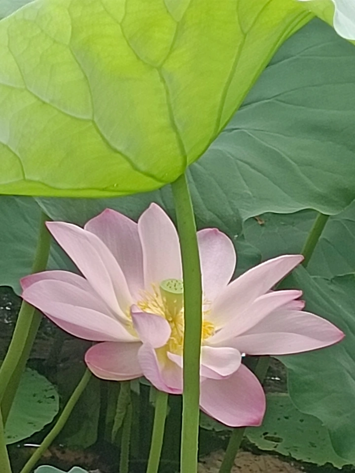 荷间私语