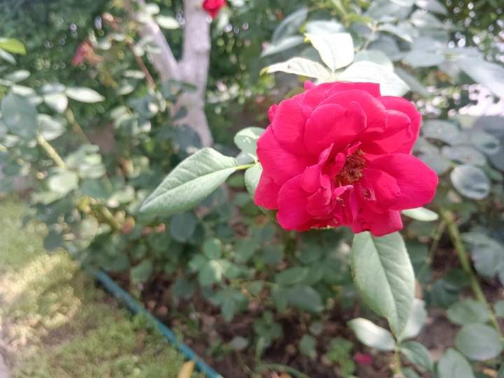 园角的玫瑰