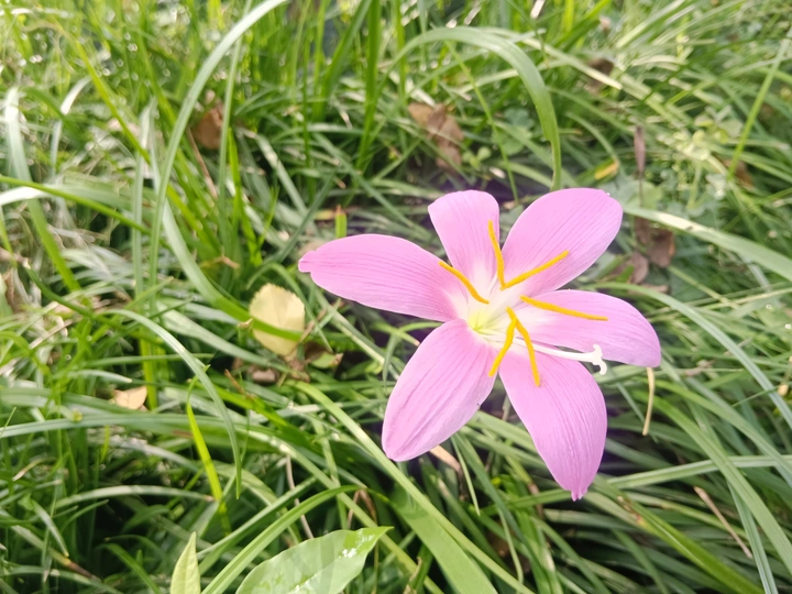 草间花事