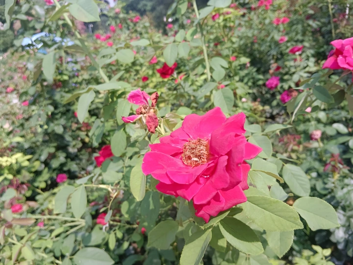 夏日玫瑰