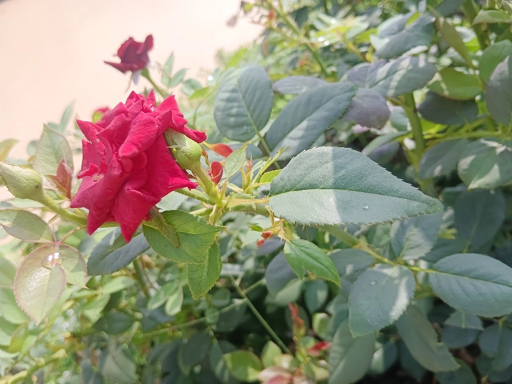 夏花之绽：红月季的生命礼赞
