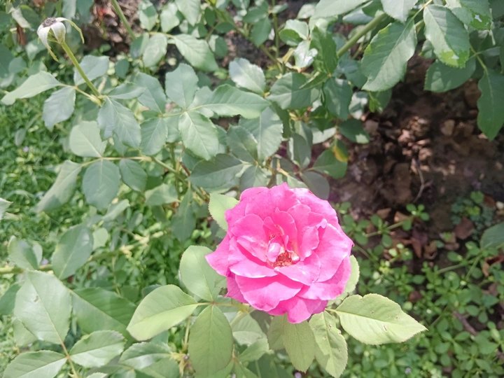 夏日的玫瑰