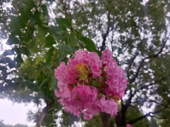 紫薇花影