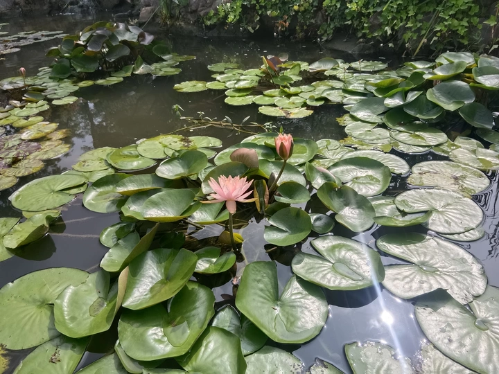 池间睡莲
