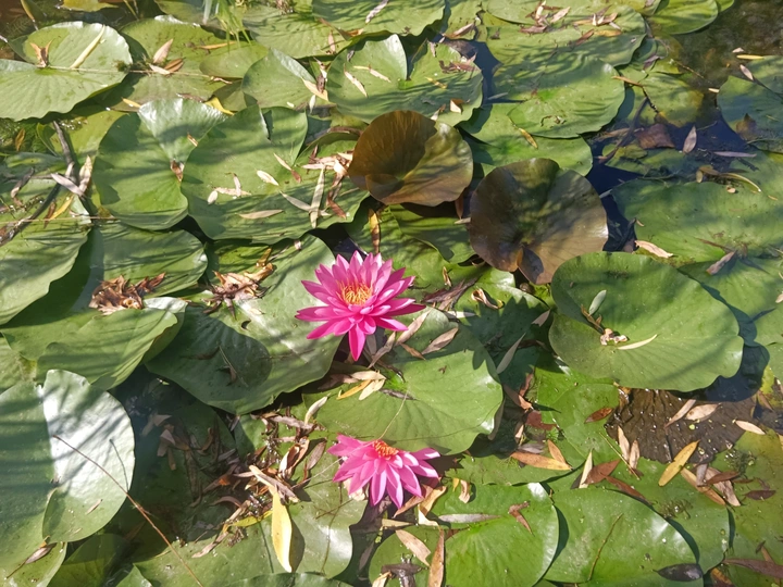 池间睡莲