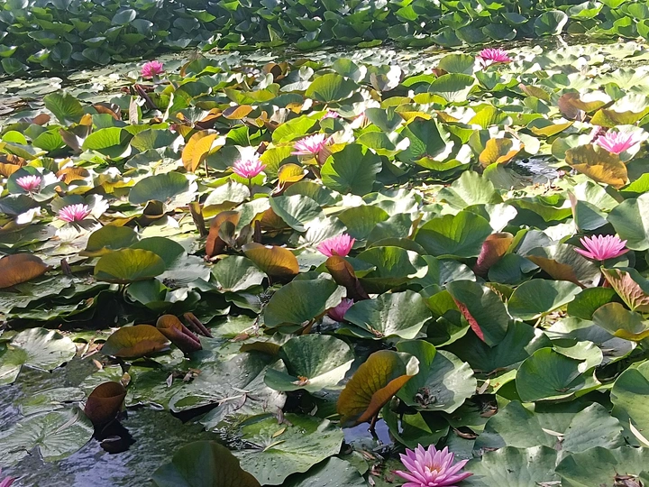 睡莲池畔的夏日絮语