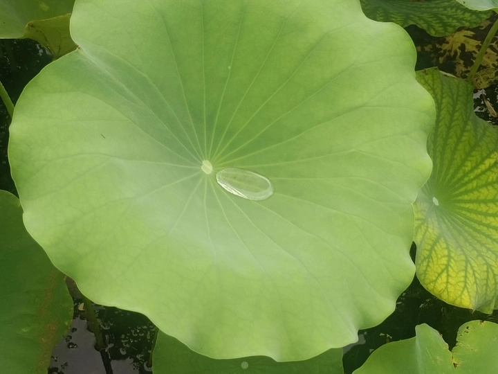 荷叶上的小世界
