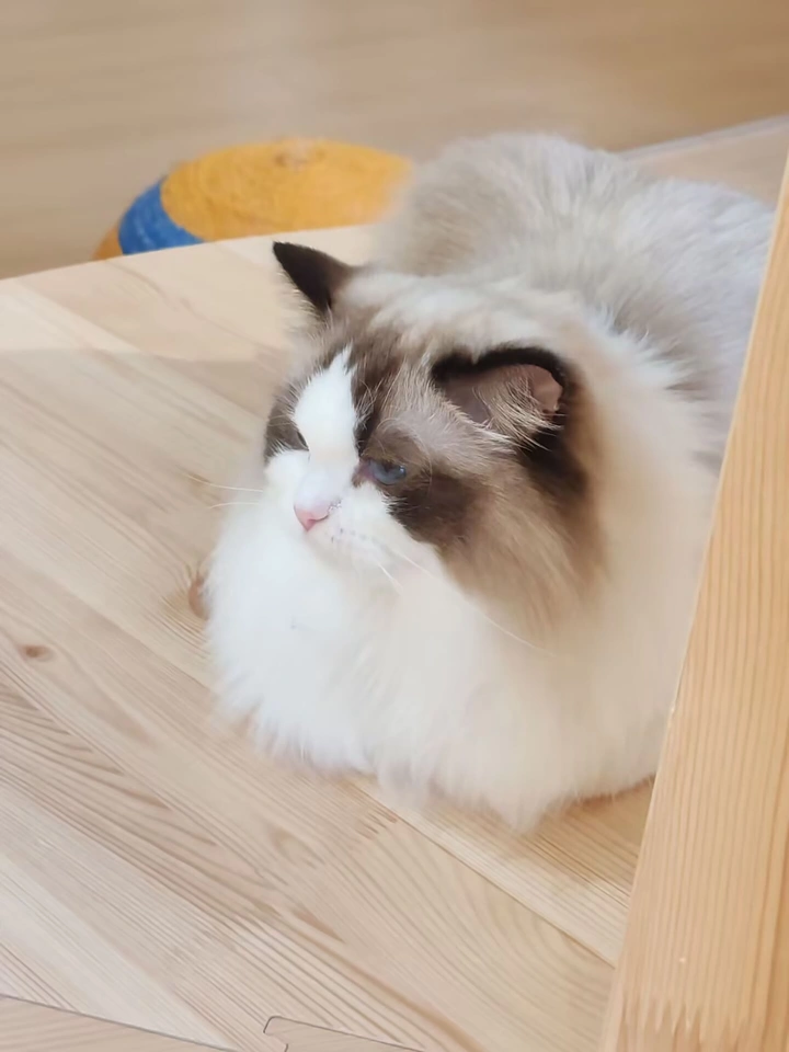 室内的可爱布偶猫