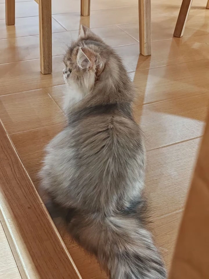 室内的可爱金吉拉猫