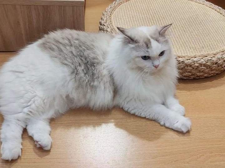 可爱的白色布偶猫