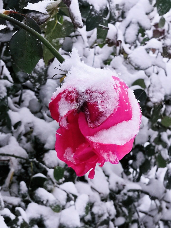冬日雪后的蔷薇花