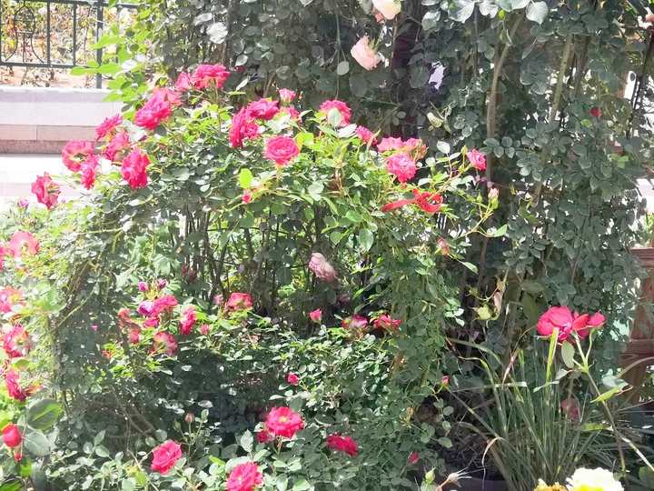 夏日娇艳欲滴的玫瑰花丛