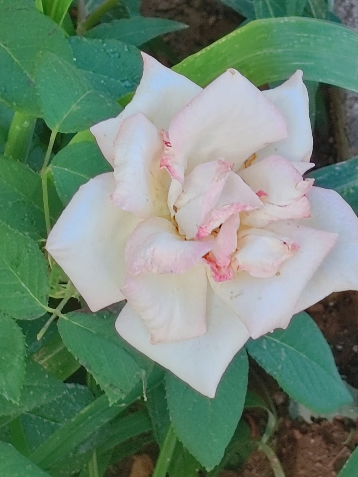 夏日的白色月季花