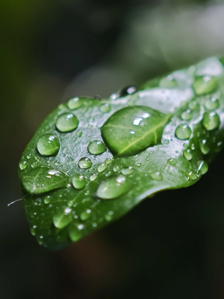 《叶间水珠》